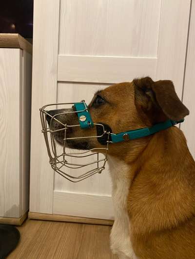 DB - Maulkorbpflicht im Zug?!-Beitrag-Bild