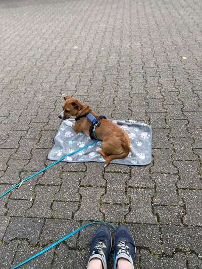 TierschutzhundeStammtisch🐕-Beitrag-Bild