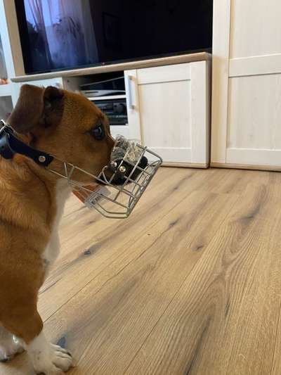 Wie sitzt mein Maulkorb / Maulkorb-Beratung-Beitrag-Bild