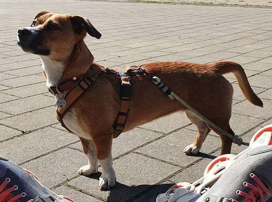 Jack Russel Dackel Mischlinge-Beitrag-Bild