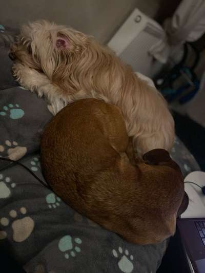 TierschutzhundeStammtisch🐕-Beitrag-Bild