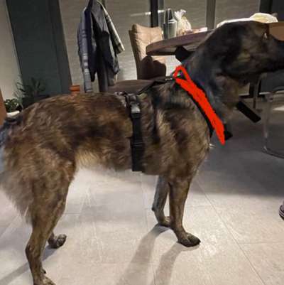 Wie sitzt mein Geschirr?-Beitrag-Bild