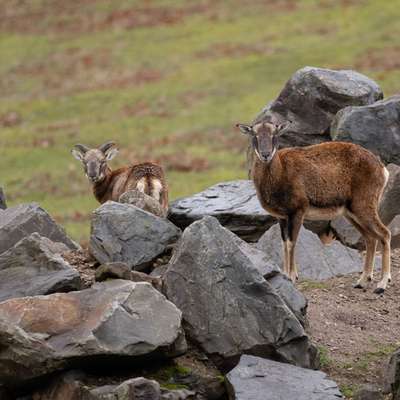 "Wege zur Freundschaft" (Ulli Reichmann)-Beitrag-Bild