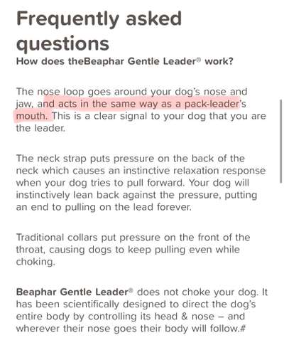 Hundehalfter-Beitrag-Bild