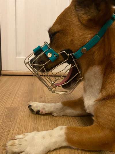 DB - Maulkorbpflicht im Zug?!-Beitrag-Bild