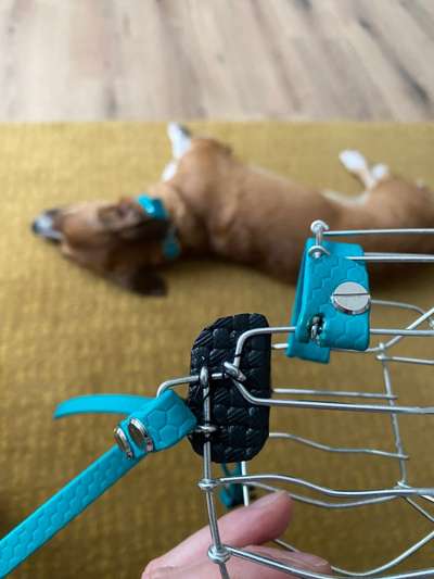 Wie sitzt mein Maulkorb / Maulkorb-Beratung-Beitrag-Bild