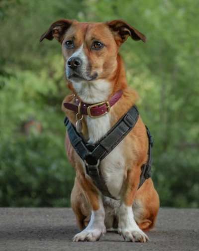 Vorderpfoten nach außen gedreht-Beitrag-Bild