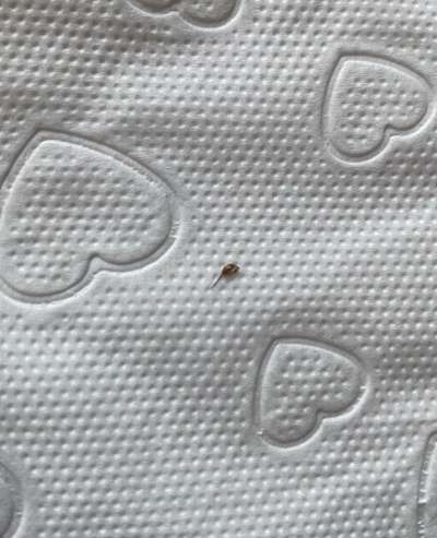 Wespenstich am Maul - hab ich überreagiert ?-Beitrag-Bild