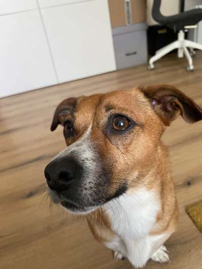 TierschutzhundeStammtisch🐕-Beitrag-Bild