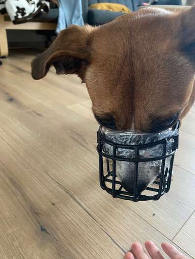 Wie sitzt mein Maulkorb / Maulkorb-Beratung-Beitrag-Bild