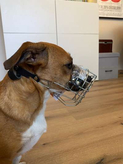 Wie sitzt mein Maulkorb / Maulkorb-Beratung-Beitrag-Bild