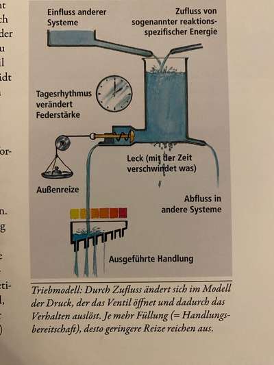TierschutzhundeStammtisch🐕-Beitrag-Bild