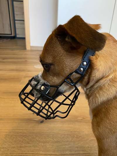 Wie sitzt mein Maulkorb / Maulkorb-Beratung-Beitrag-Bild