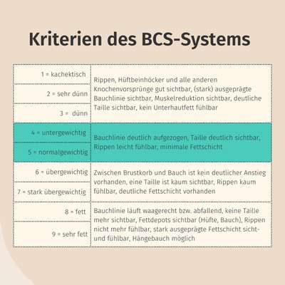 Wie optimal ist das Körpergewicht meines Hundes?-Beitrag-Bild