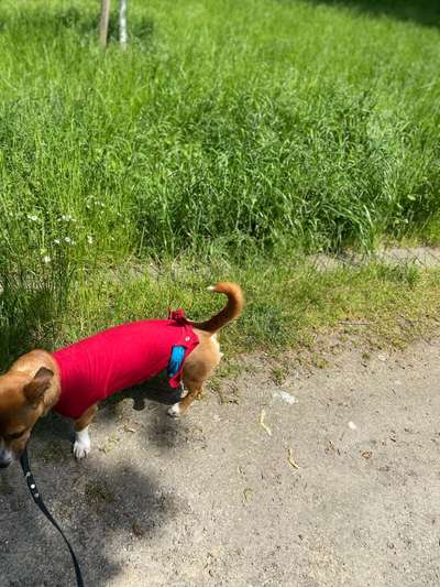 TierschutzhundeStammtisch🐕-Beitrag-Bild