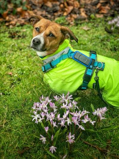 TierschutzhundeStammtisch🐕-Beitrag-Bild