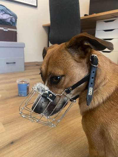 Wie sitzt mein Maulkorb / Maulkorb-Beratung-Beitrag-Bild