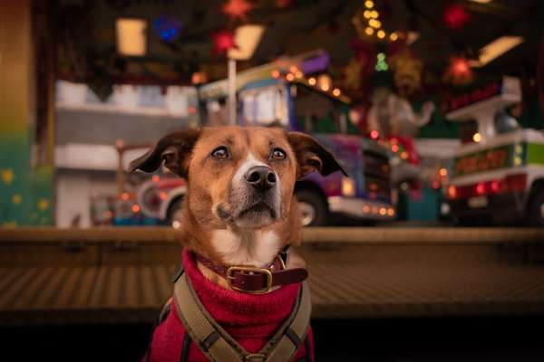 ✨ Hunde auf Weihnachtsmärkten – ja oder nein? ✨-Beitrag-Bild