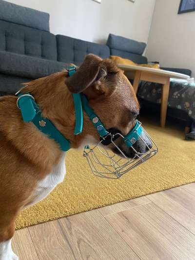 Wie sitzt mein Maulkorb / Maulkorb-Beratung-Beitrag-Bild