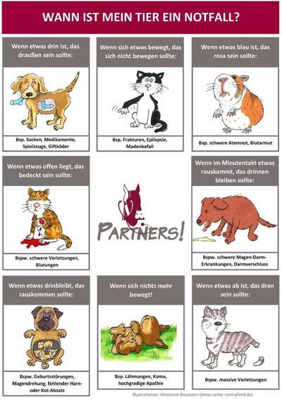 Zähne bei Schäferhund.-Beitrag-Bild