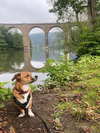 TierschutzhundeStammtisch🐕-Beitrag-Bild