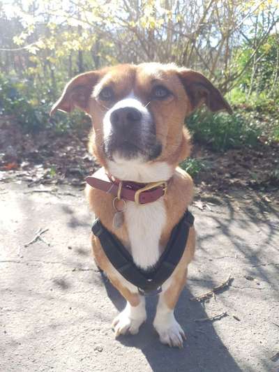 TierschutzhundeStammtisch🐕-Beitrag-Bild