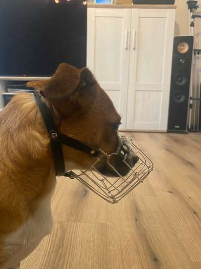 Wie sitzt mein Maulkorb / Maulkorb-Beratung-Beitrag-Bild