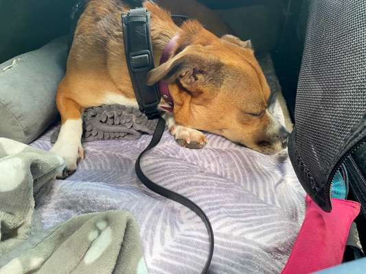 Medikamentengabe sinnvoll oder vorschnell?-Beitrag-Bild