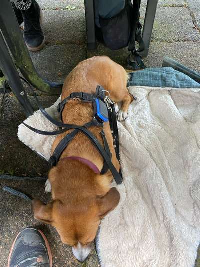 TierschutzhundeStammtisch🐕-Beitrag-Bild