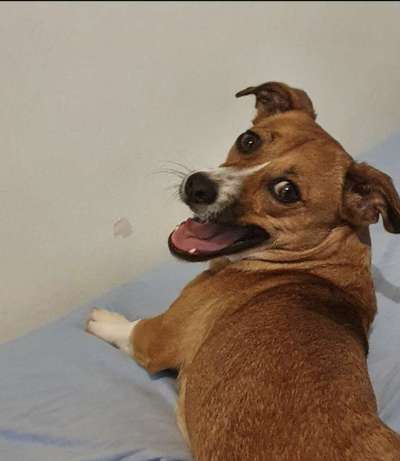 Was haben eure Hunde schon gefressen oder zerstört ?-Beitrag-Bild