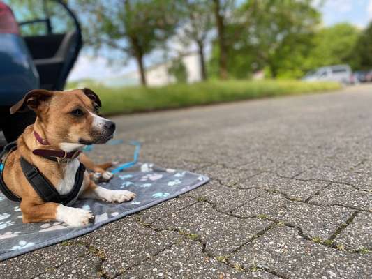 TierschutzhundeStammtisch🐕-Beitrag-Bild