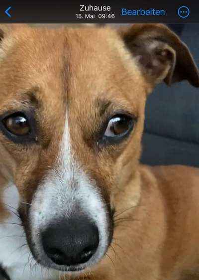 TierschutzhundeStammtisch🐕-Beitrag-Bild