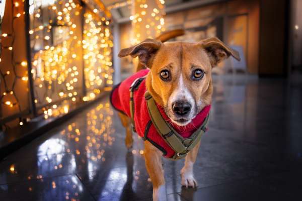 ✨ Hunde auf Weihnachtsmärkten – ja oder nein? ✨-Beitrag-Bild