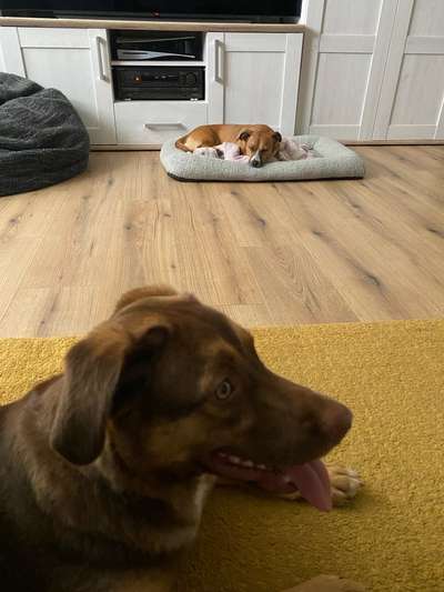 31. Impulskontrollübung: Artgenossen-Beitrag-Bild