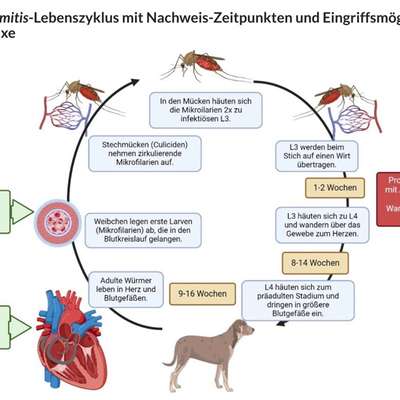 Milbemax zur Vorbeugung gegen Herzwürmer-Beitrag-Bild