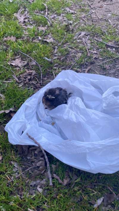 TierschutzhundeStammtisch🐕-Beitrag-Bild