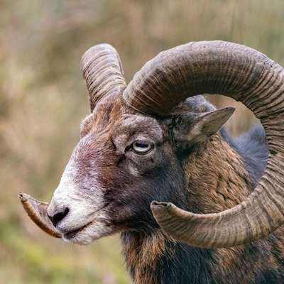 "Wege zur Freundschaft" (Ulli Reichmann)-Beitrag-Bild