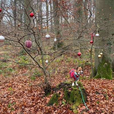 "Wege zur Freundschaft" (Ulli Reichmann)-Beitrag-Bild
