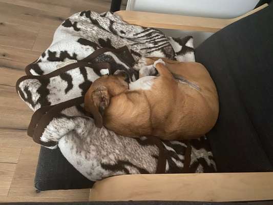 Überdrehter Junghund-Beitrag-Bild