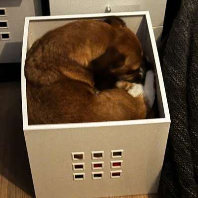 „Wenn ihr euch einen Hund holt, werdet ihr…“-Beitrag-Bild
