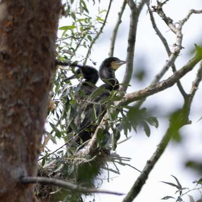 "Wege zur Freundschaft" (Ulli Reichmann)-Beitrag-Bild