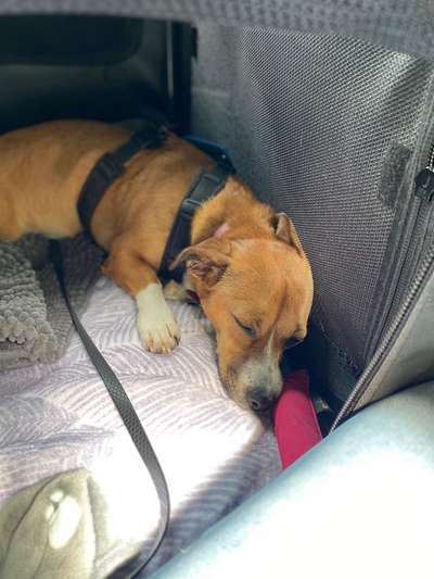 Medikamentengabe sinnvoll oder vorschnell?-Beitrag-Bild