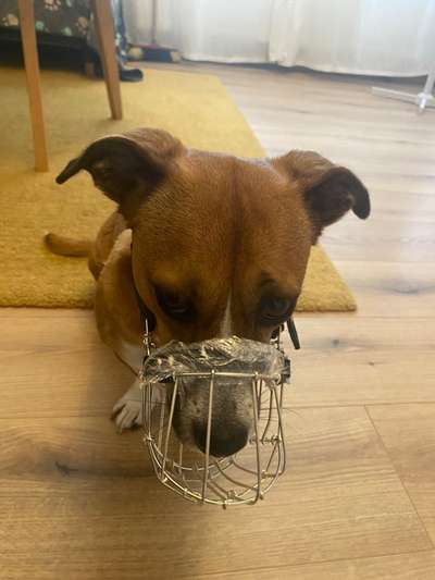 Wie sitzt mein Maulkorb / Maulkorb-Beratung-Beitrag-Bild