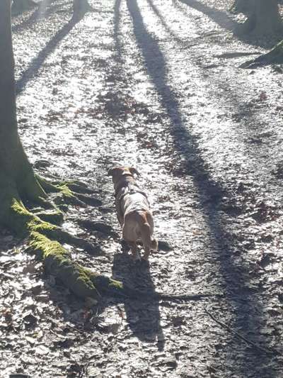 TierschutzhundeStammtisch🐕-Beitrag-Bild