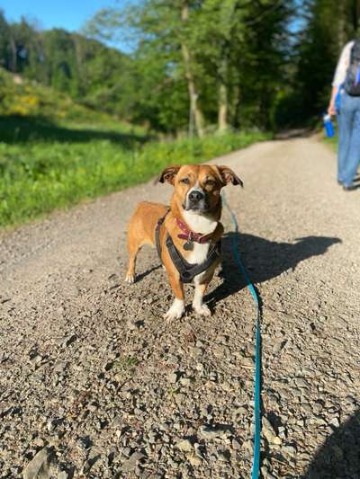 TierschutzhundeStammtisch🐕-Beitrag-Bild