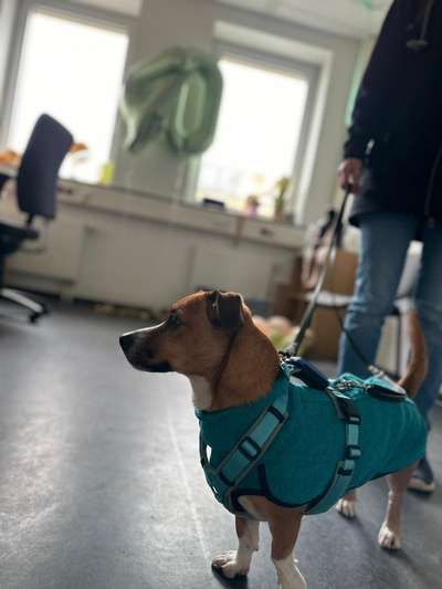 TierschutzhundeStammtisch🐕-Beitrag-Bild