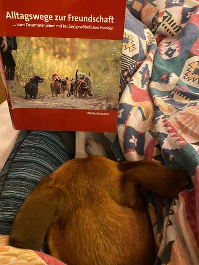 Immer mehr verhaltenauffällige Hunde-Beitrag-Bild