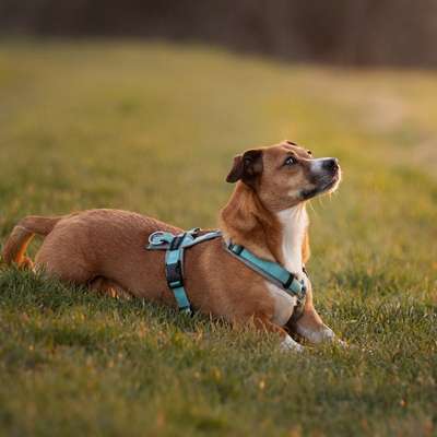"Vermehrer"
Was sagt ihr dazu?-Beitrag-Bild