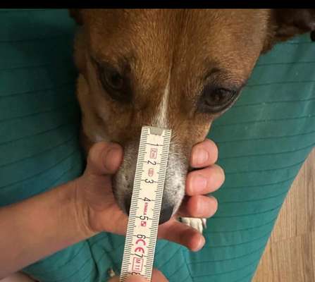 Wie sitzt mein Maulkorb / Maulkorb-Beratung-Beitrag-Bild