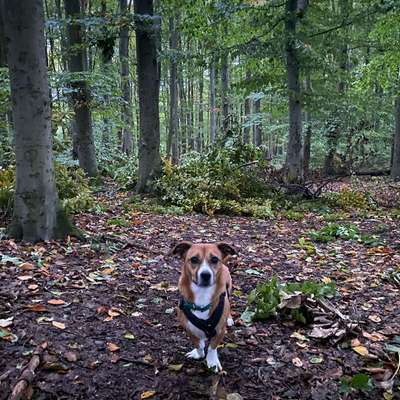 "Wege zur Freundschaft" (Ulli Reichmann)-Beitrag-Bild